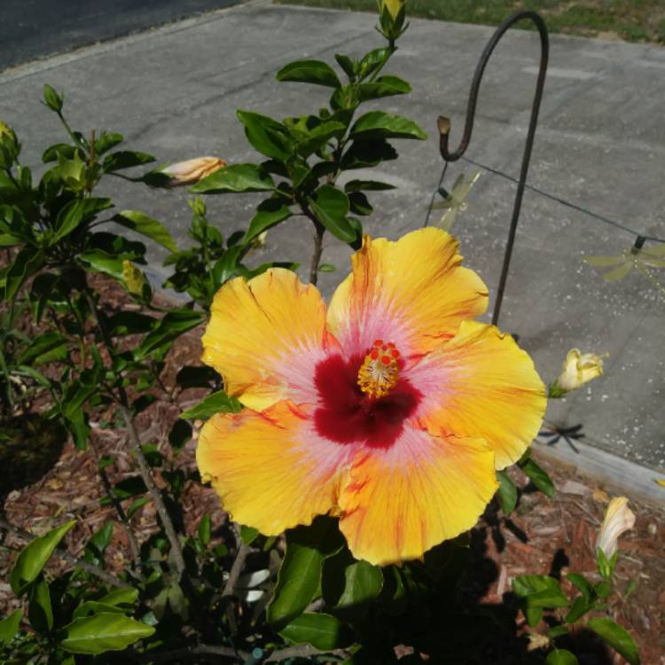 Plant image Hibiscus rosa-sinensis 'Hawaiian Sunset'
