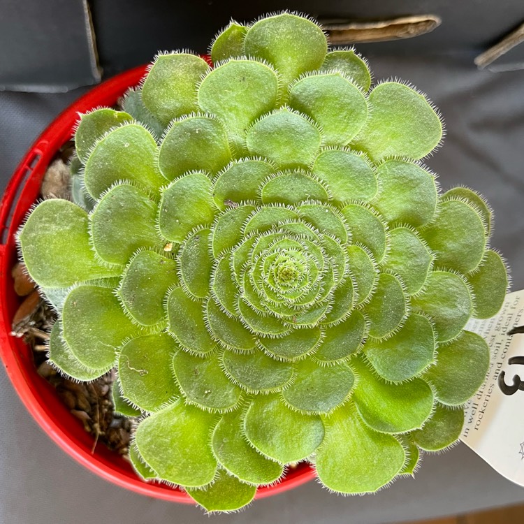 Plant image Aeonium Hime Meikyou