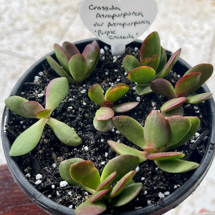 Plant image Crassula Atropurpurea var. Atropurpurea