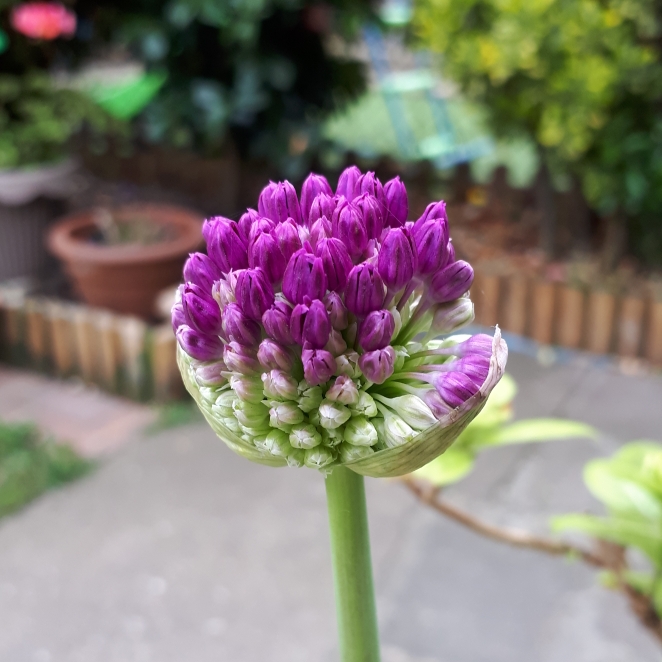 plant image 1016685