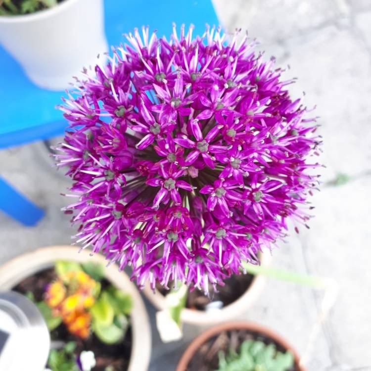 plant image 1026203