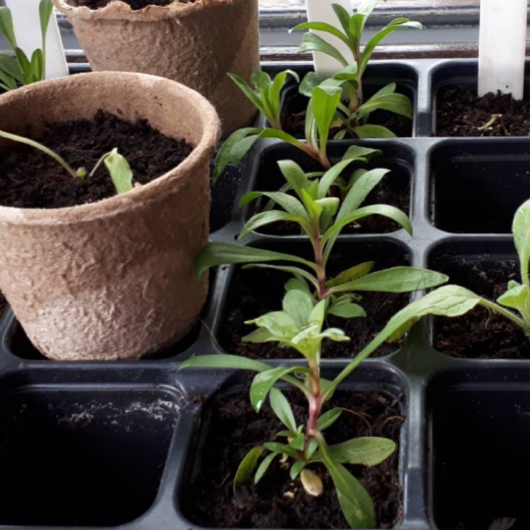 plant image 1027683