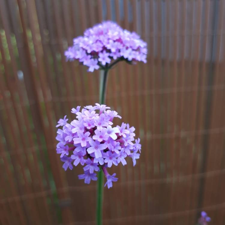 plant image 1129966 plant image 1129966
