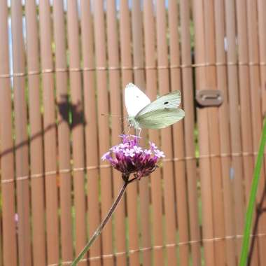 Verbena bonariensis 'Buenos Aires'