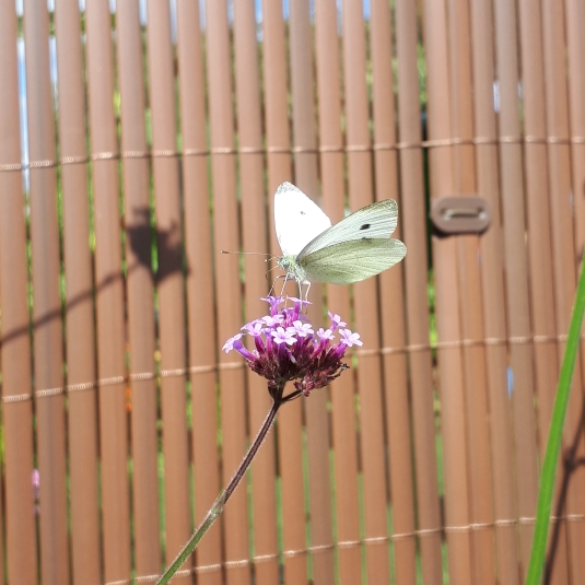 plant image 1159311 plant image 1159311