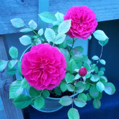Rosa (Miniature)