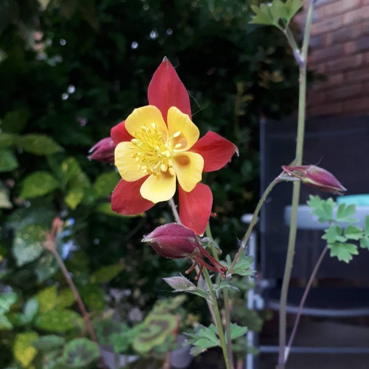 plant image 1304802