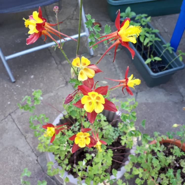 plant image 1311105