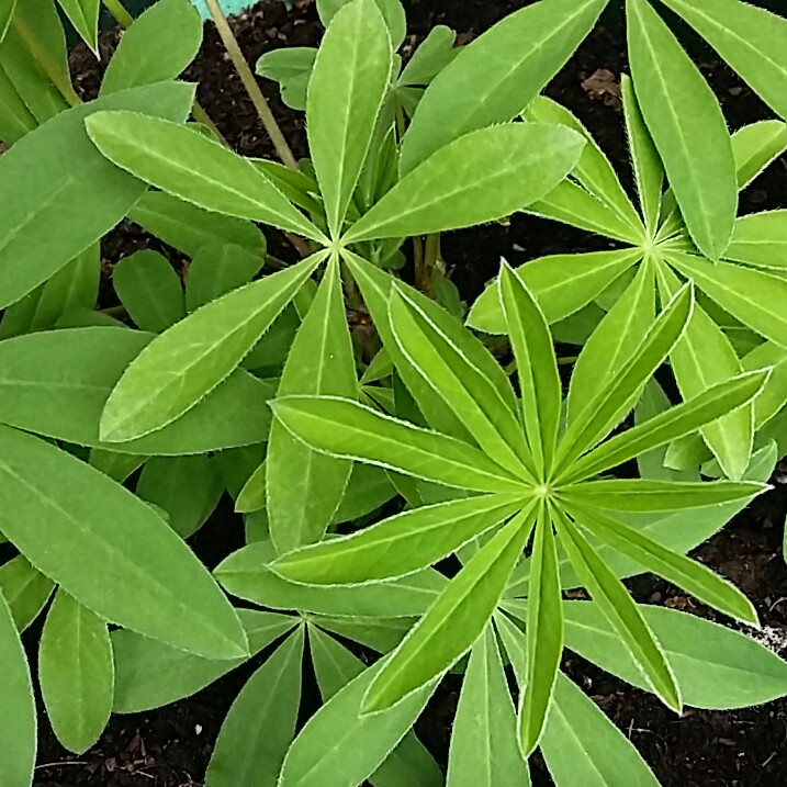 plant image 132148 plant image 132148