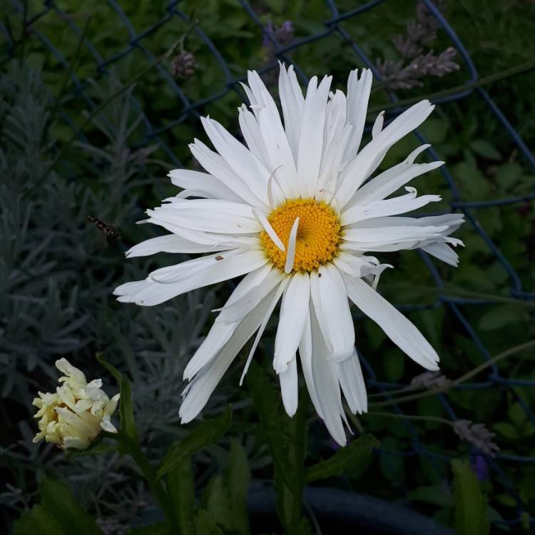 Plant image Leucanthemum x superbum 'Crazy daisy'