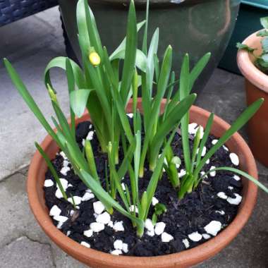 Daffodil 'Tête-à-Tête' (Misc)