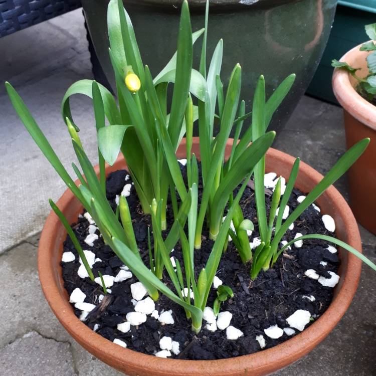 plant image 1442397 plant image 1442397
