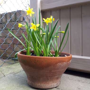 Daffodil 'Tête-à-Tête' (Misc)