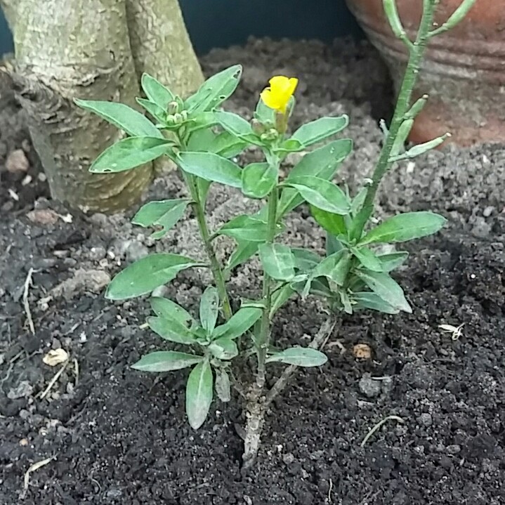 plant image 145761