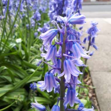 Hyacinthoides hispanica