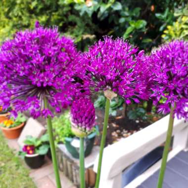Allium