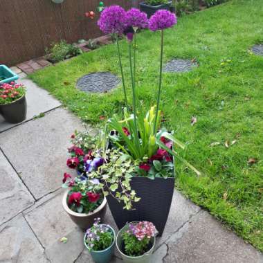 Donna's garden