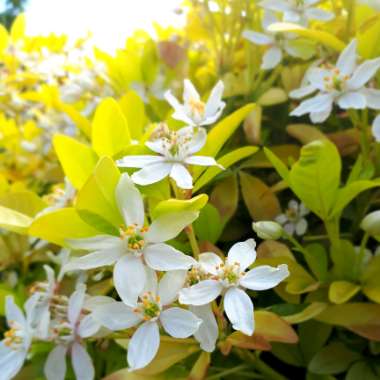 Mexican Orange Blossom