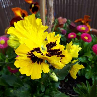 Pansy