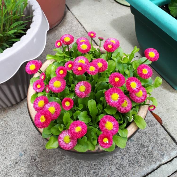 Plant image Bellis