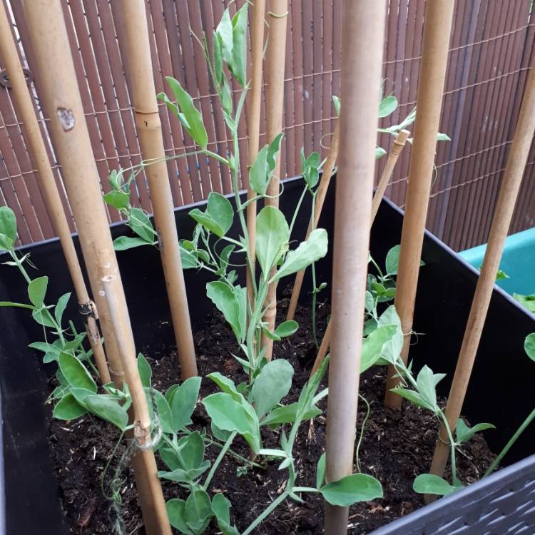plant image 1489003