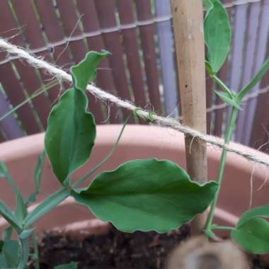Sweet Pea