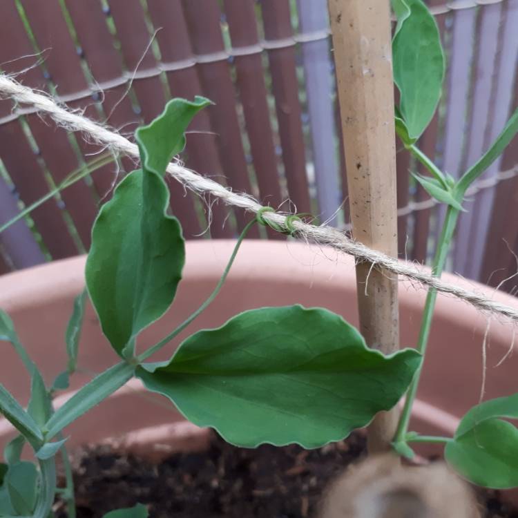 plant image 1489005