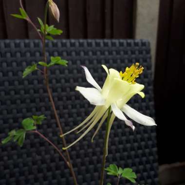 Columbine