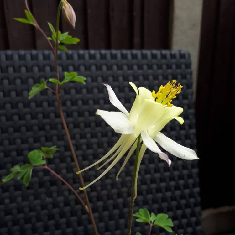 plant image 1491636
