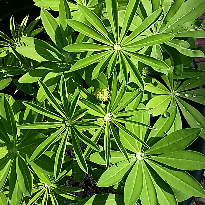plant image 164218 plant image 164218