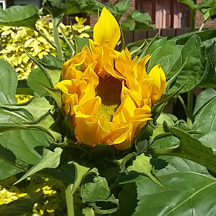 Helianthus annuus