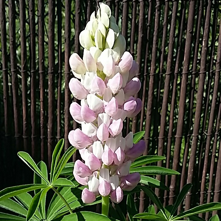plant image 172951 plant image 172951