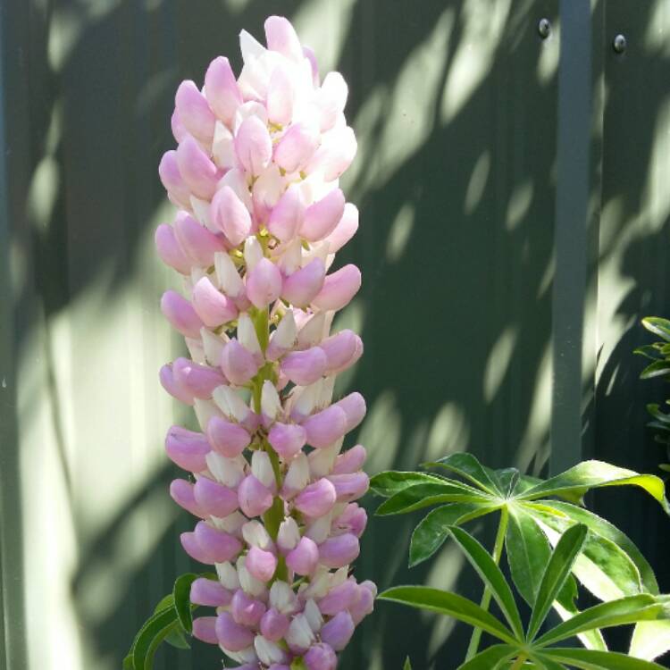 plant image 441028 plant image 441028