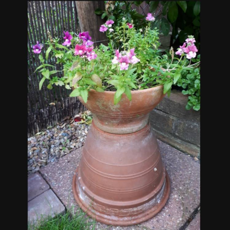 plant image 665707 plant image 665707