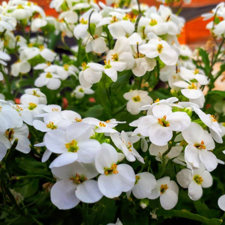 Plant image Arabis caucasica