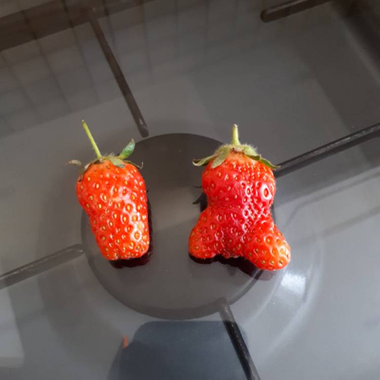 plant image 727975 plant image 727975