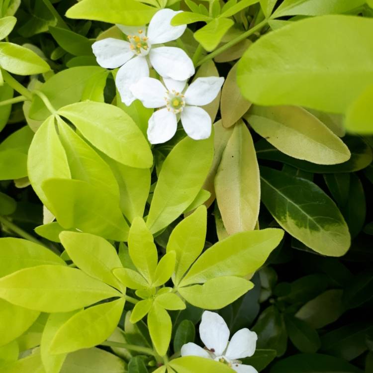 plant image 845889 plant image 845889