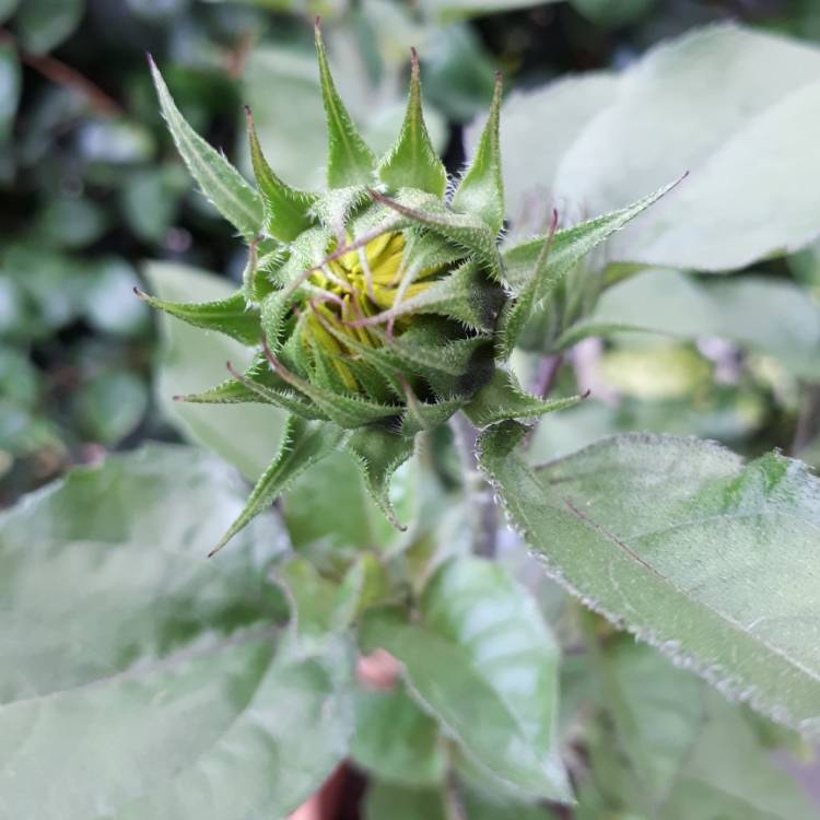 plant image 845899 plant image 845899