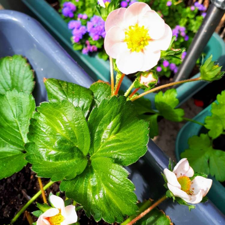 plant image 848848 plant image 848848