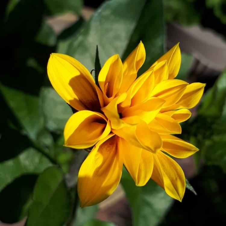 plant image 868934 plant image 868934