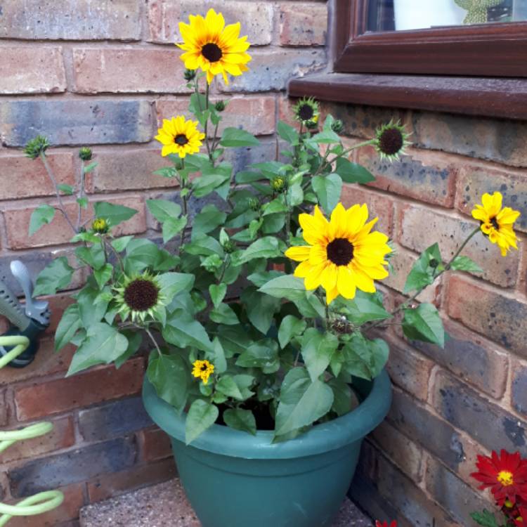 plant image 886553 plant image 886553