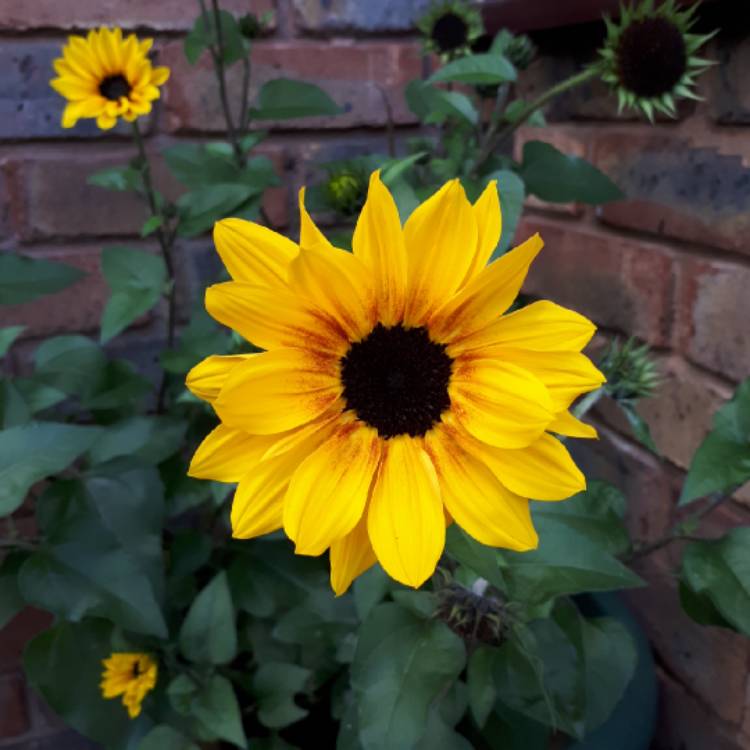plant image 886554 plant image 886554