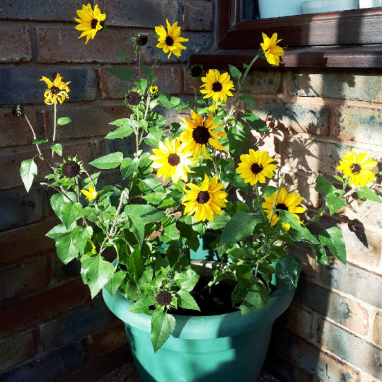 Plant image Helianthus 'SunBelievable™ Brown Eyed Girl'
