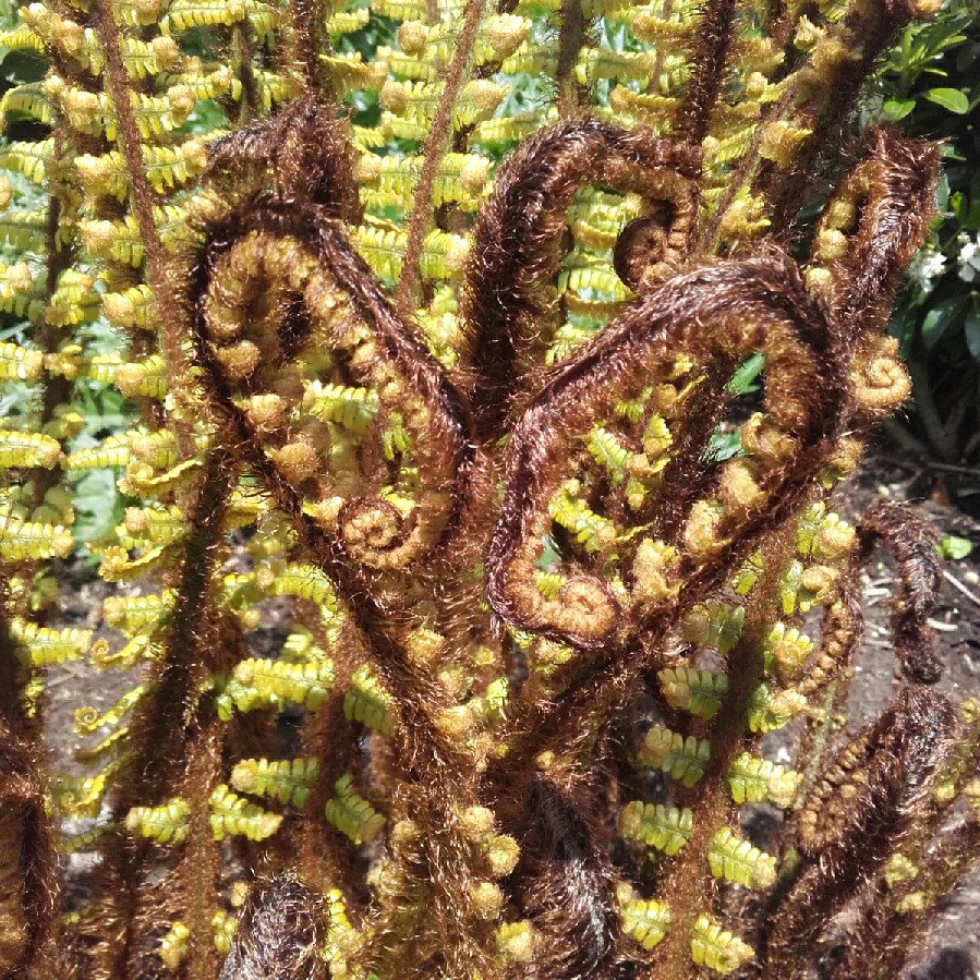 Joanne's garden
