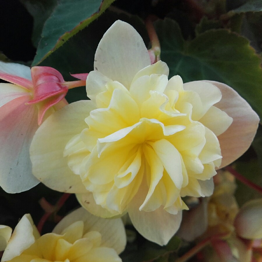 Joanne's garden