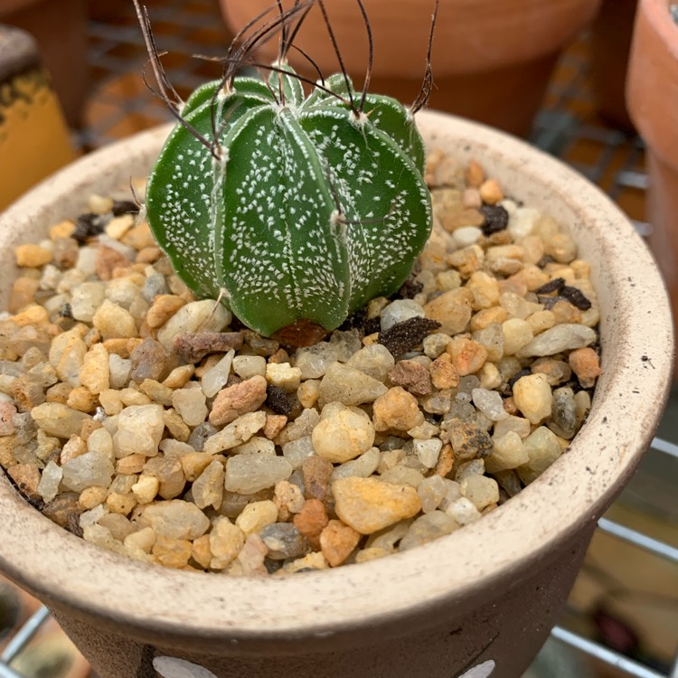Plant image Astrophytum capricorne var. minor