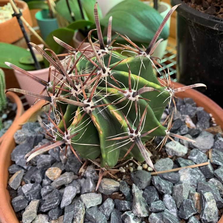 Plant image Ferocactus herrerae