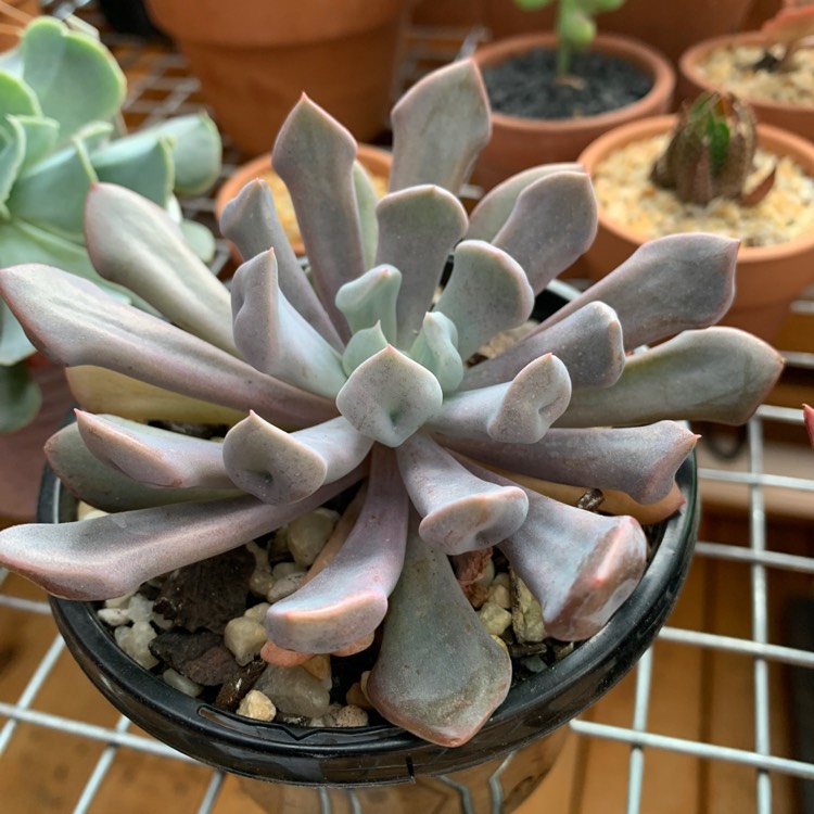 Plant image xGraptoveria Topsy Debbi Cristata
