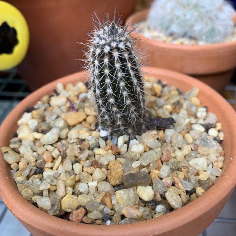 Plant image Echinopsis mirabilis syn. Setiechinopsis mirabilis
