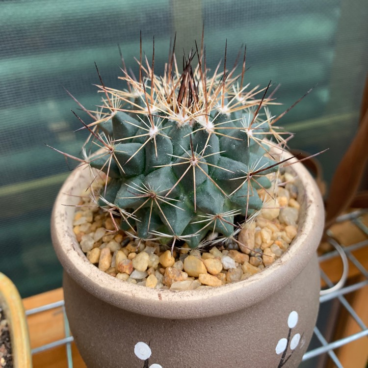 Plant image Mammillaria melanocentra